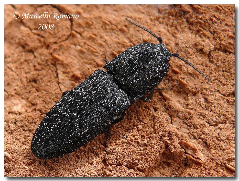 Lacon punctatus (Elateridae) sotto la corteccia di un pino